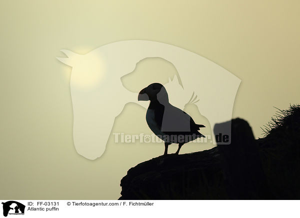 Atlantic puffin / FF-03131