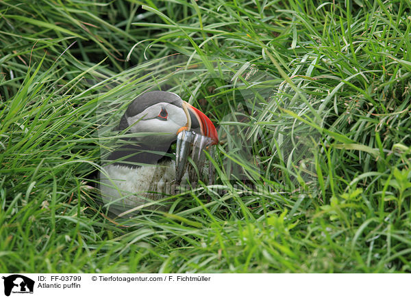 Papageitaucher / Atlantic puffin / FF-03799