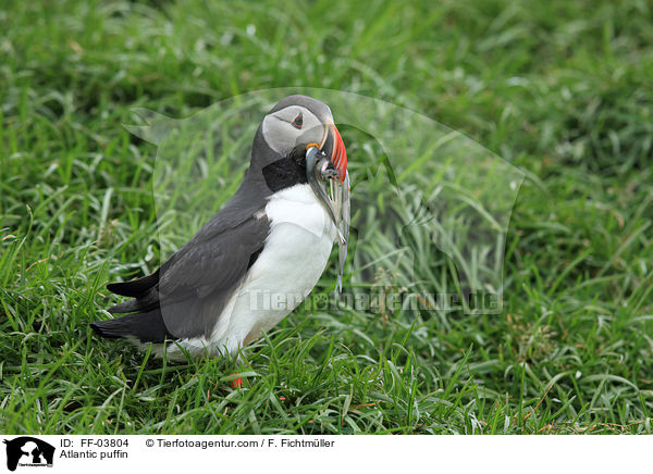 Papageitaucher / Atlantic puffin / FF-03804