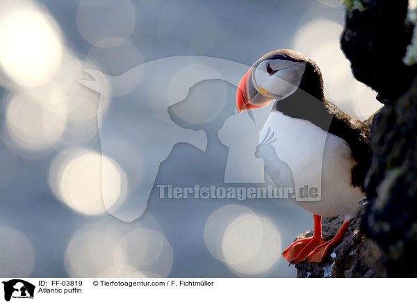 Papageitaucher / Atlantic puffin / FF-03819