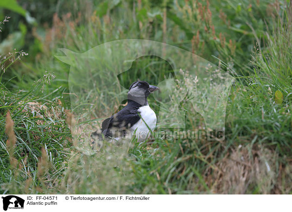 Papageitaucher / Atlantic puffin / FF-04571