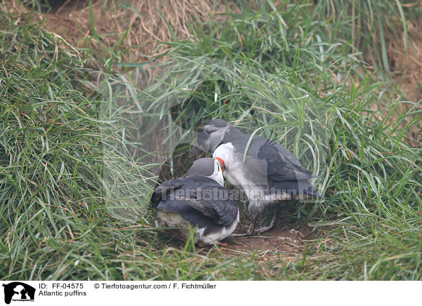 Papageitaucher / Atlantic puffins / FF-04575