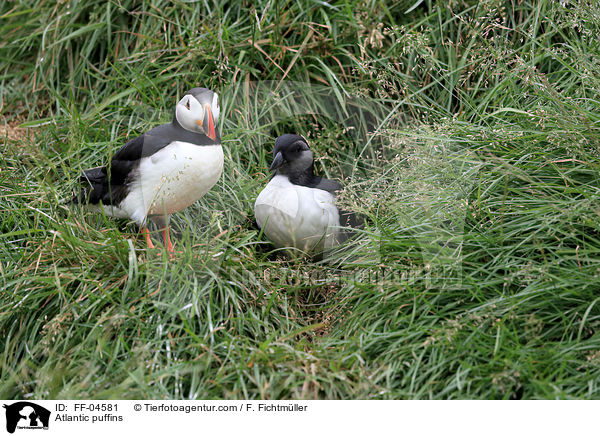 Papageitaucher / Atlantic puffins / FF-04581
