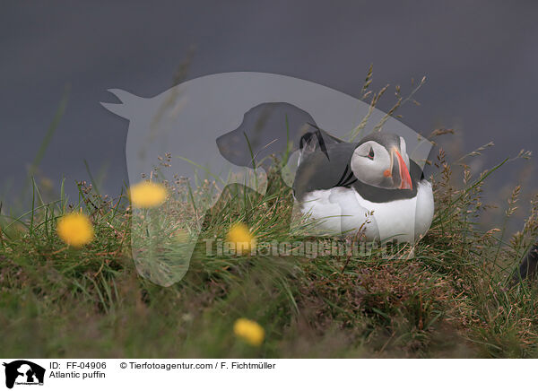 Papageitaucher / Atlantic puffin / FF-04906
