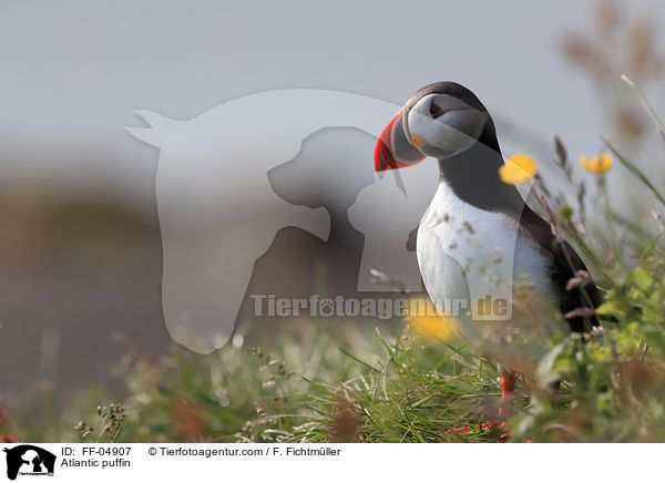 Papageitaucher / Atlantic puffin / FF-04907