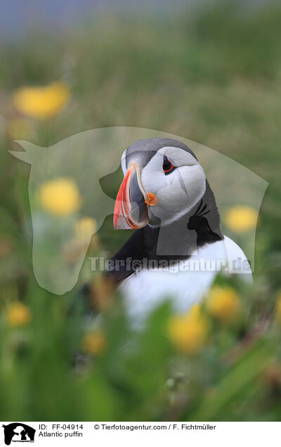 Papageitaucher / Atlantic puffin / FF-04914