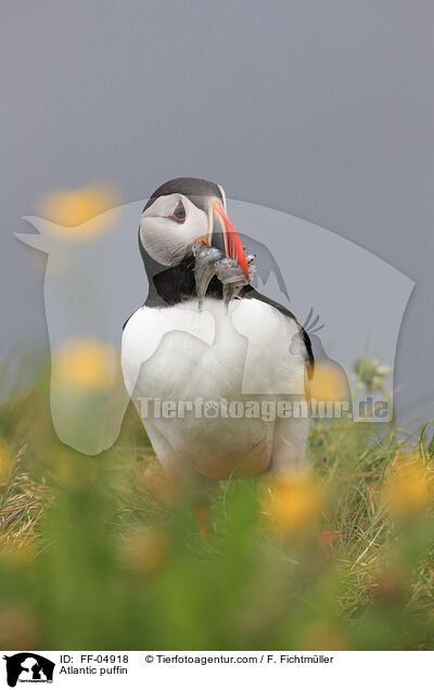 Papageitaucher / Atlantic puffin / FF-04918