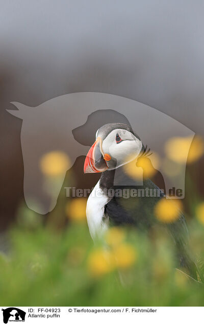Papageitaucher / Atlantic puffin / FF-04923
