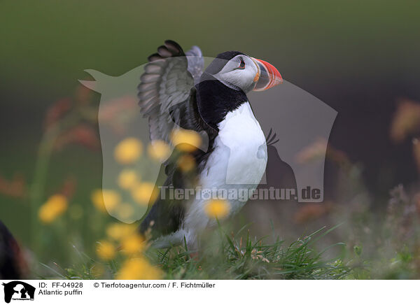 Papageitaucher / Atlantic puffin / FF-04928