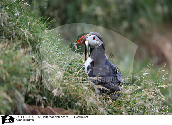 Papageitaucher / Atlantic puffin / FF-04939