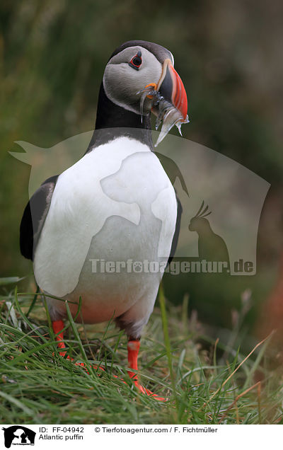 Papageitaucher / Atlantic puffin / FF-04942