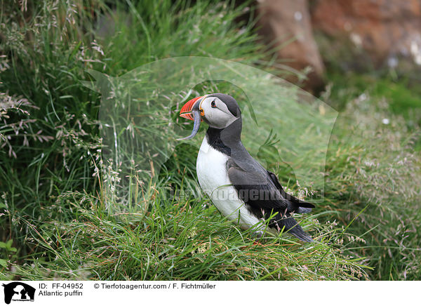 Papageitaucher / Atlantic puffin / FF-04952