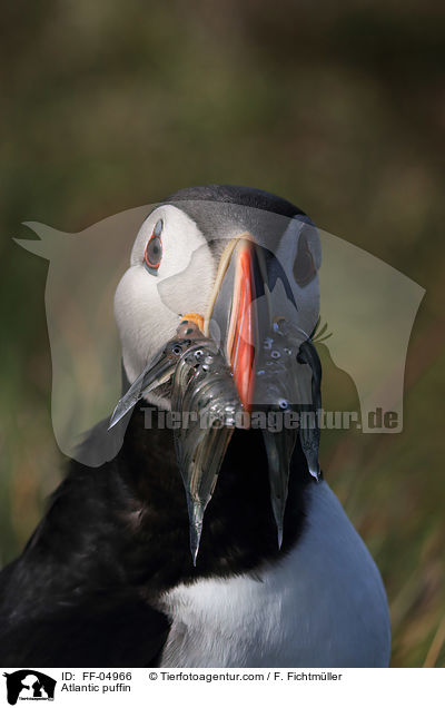 Papageitaucher / Atlantic puffin / FF-04966