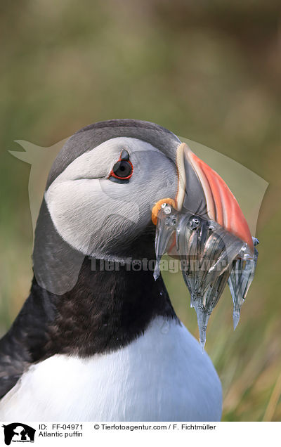 Papageitaucher / Atlantic puffin / FF-04971