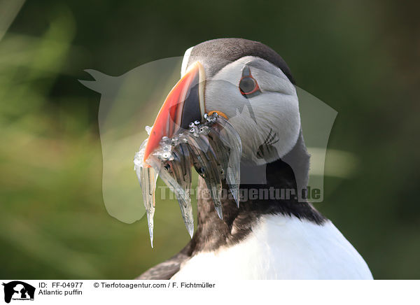 Papageitaucher / Atlantic puffin / FF-04977