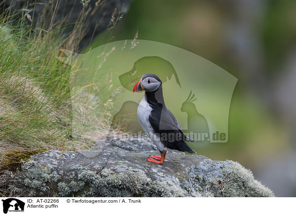 Papageitaucher / Atlantic puffin / AT-02266