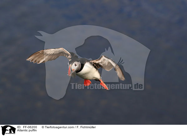 Papageitaucher / Atlantic puffin / FF-06200