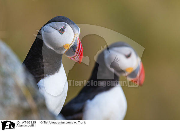 Papageientaucher / Atlantic puffin / AT-02325