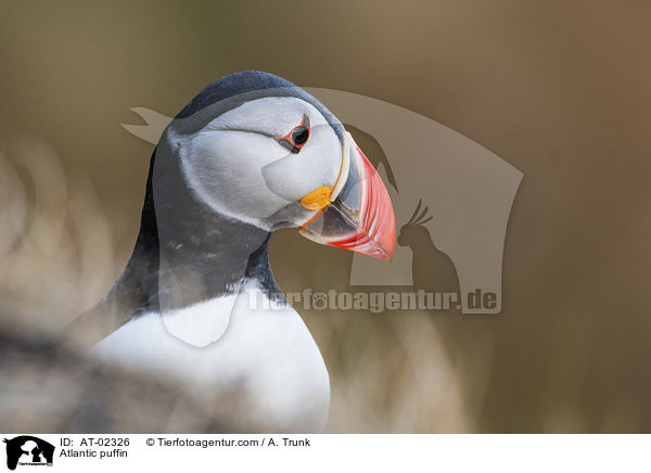 Papageientaucher / Atlantic puffin / AT-02326