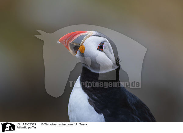 Papageientaucher / Atlantic puffin / AT-02327