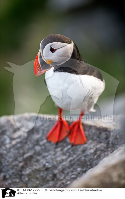 Papageitaucher / Atlantic puffin / MBS-17992