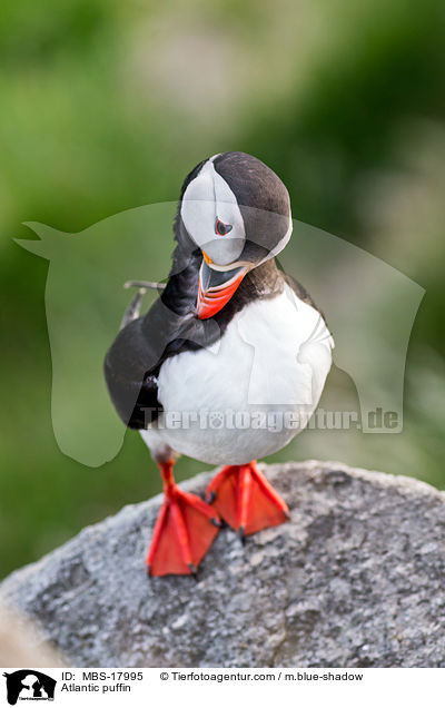 Papageitaucher / Atlantic puffin / MBS-17995