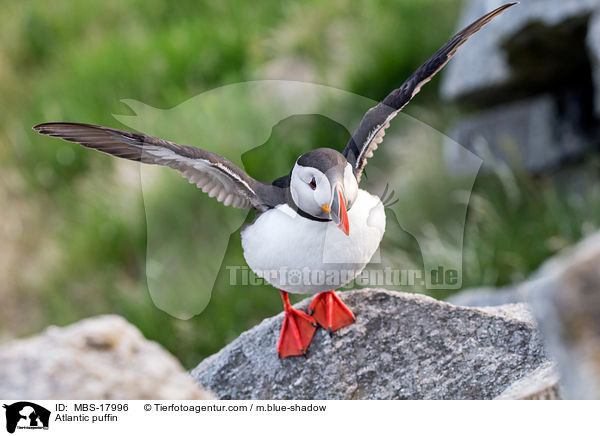 Papageitaucher / Atlantic puffin / MBS-17996