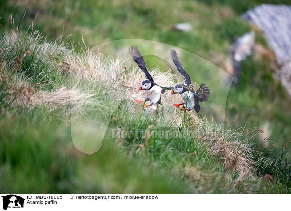Papageitaucher / Atlantic puffin / MBS-18005