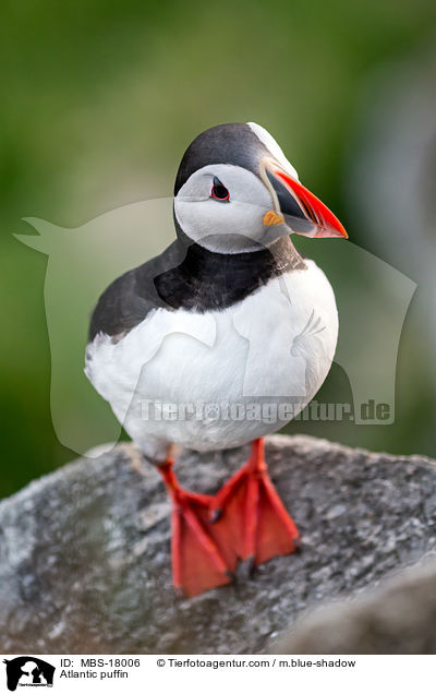 Atlantic puffin / MBS-18006