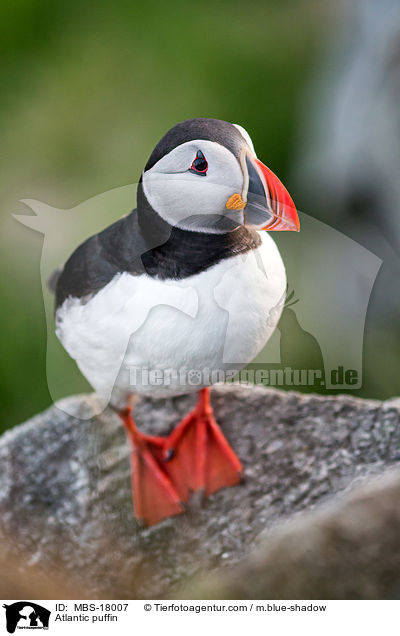 Papageitaucher / Atlantic puffin / MBS-18007