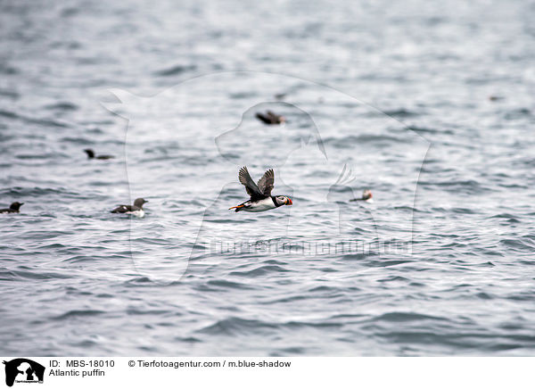 Papageitaucher / Atlantic puffin / MBS-18010