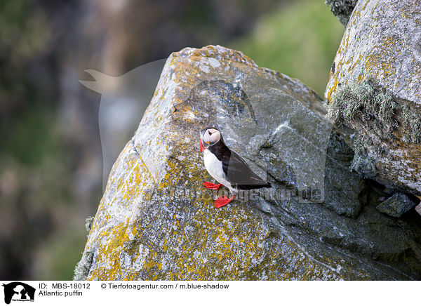 Papageitaucher / Atlantic puffin / MBS-18012