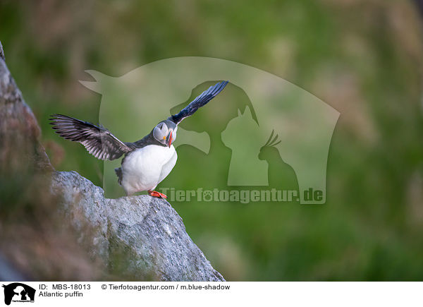 Papageitaucher / Atlantic puffin / MBS-18013
