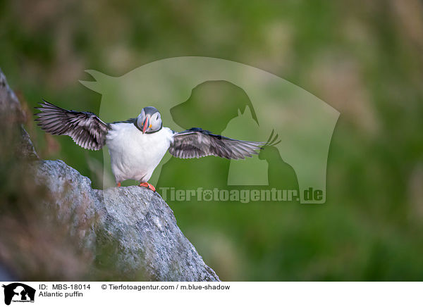 Papageitaucher / Atlantic puffin / MBS-18014