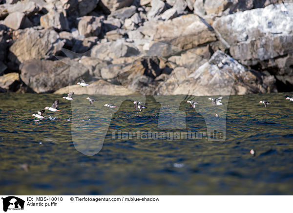 Papageitaucher / Atlantic puffin / MBS-18018