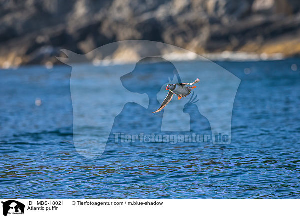Papageitaucher / Atlantic puffin / MBS-18021