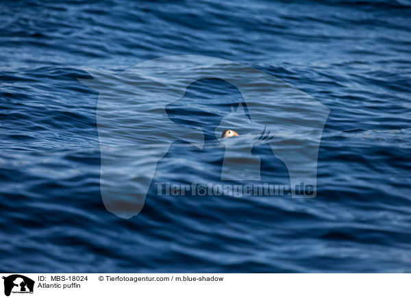 Papageitaucher / Atlantic puffin / MBS-18024