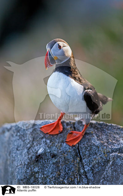 Papageitaucher / Atlantic puffin / MBS-18028