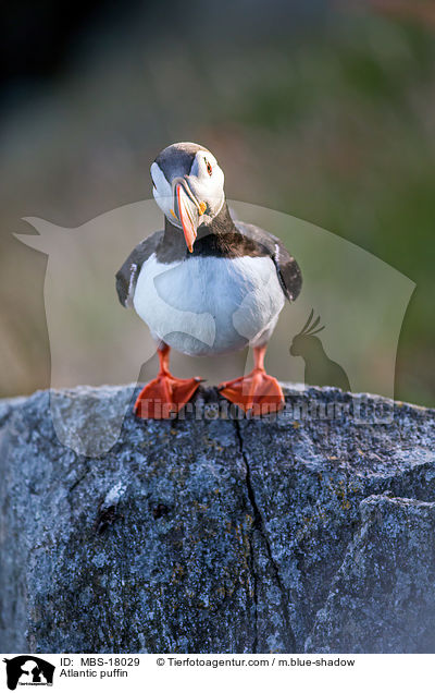 Papageitaucher / Atlantic puffin / MBS-18029