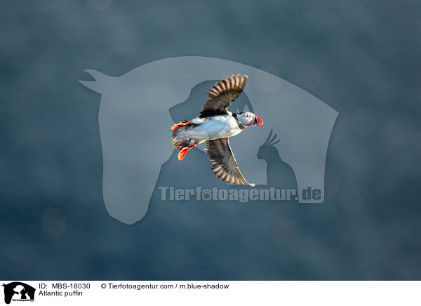 Papageitaucher / Atlantic puffin / MBS-18030