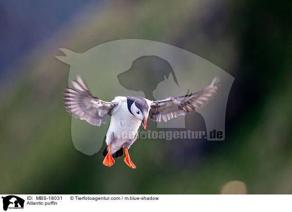 Papageitaucher / Atlantic puffin / MBS-18031