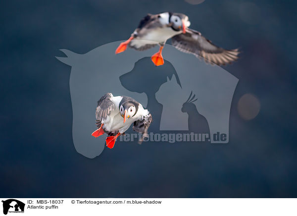 Atlantic puffin / MBS-18037