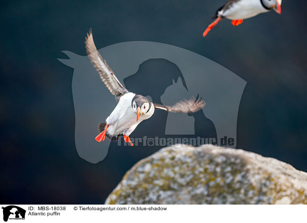 Papageitaucher / Atlantic puffin / MBS-18038