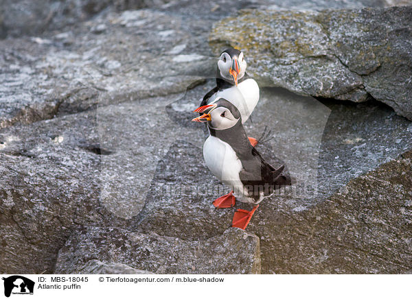 Papageitaucher / Atlantic puffin / MBS-18045