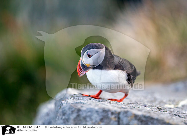 Papageitaucher / Atlantic puffin / MBS-18047