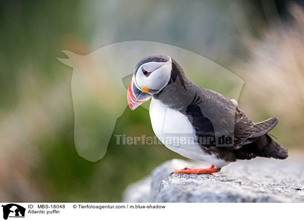 Atlantic puffin / MBS-18048