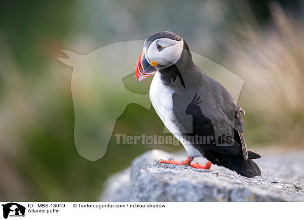 Atlantic puffin / MBS-18049