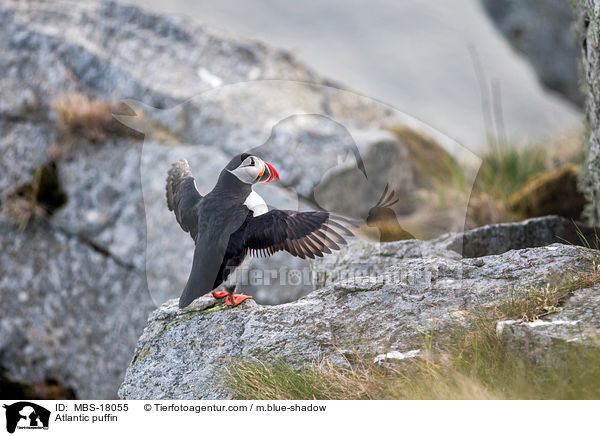 Atlantic puffin / MBS-18055