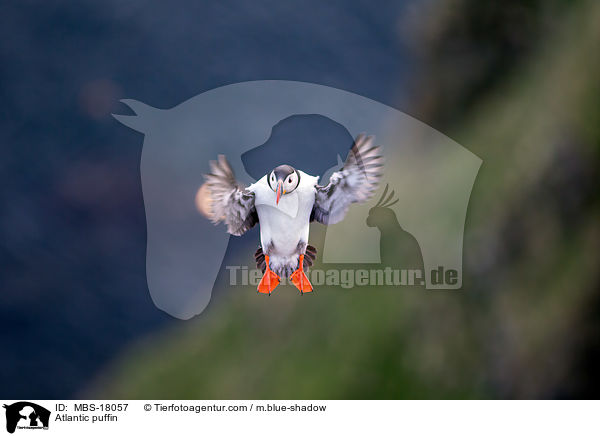 Atlantic puffin / MBS-18057