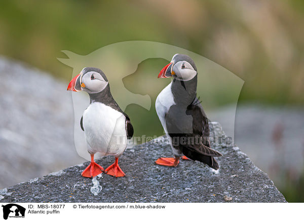 Papageitaucher / Atlantic puffin / MBS-18077